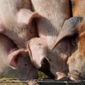 The Pig Producers' Fund will affected by the temporary closure of the abattoir at Brechin. Picture: PA