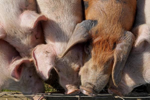 The Pig Producers' Fund will affected by the temporary closure of the abattoir at Brechin. Picture: PA