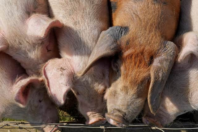 The Pig Producers' Fund will affected by the temporary closure of the abattoir at Brechin. Picture: PA