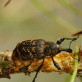 Pine weevils feed on young saplings and can wipe out entire plantations if left to run amok. They cost the UK forestry industry at least £5 million of damage each year. Picture: George Gate/Forestry Commission