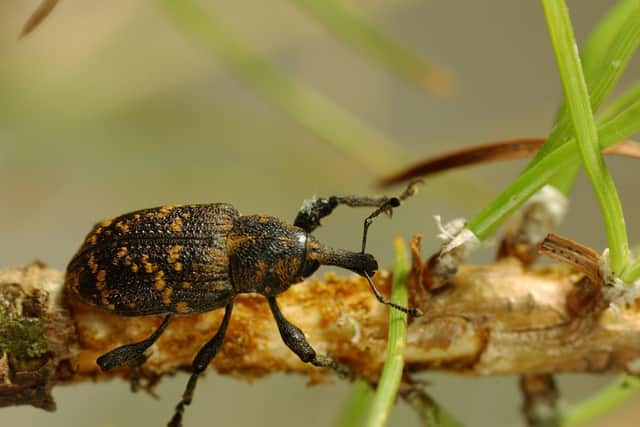 Pine weevils feed on young saplings and can wipe out entire plantations if left to run amok. They cost the UK forestry industry at least £5 million of damage each year. Picture: George Gate/Forestry Commission