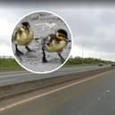 A flock of ducklings were rescued from the M80 on Friday morning.
