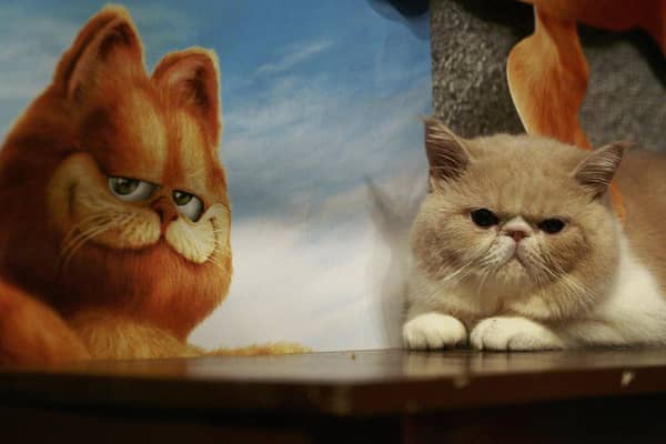 Regardless of what Garfield thinks, if they say it on the television it isn't necessarily true (Picture: China Photos/Getty Images)