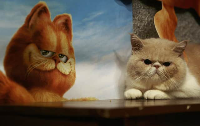 Regardless of what Garfield thinks, if they say it on the television it isn't necessarily true (Picture: China Photos/Getty Images)