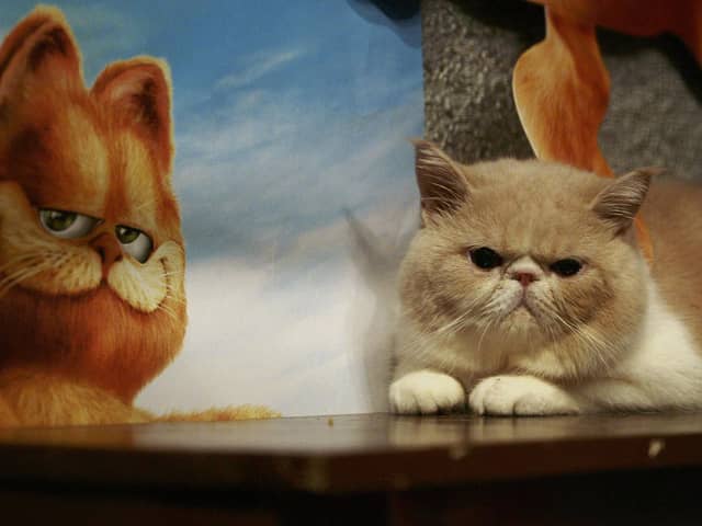 Regardless of what Garfield thinks, if they say it on the television it isn't necessarily true (Picture: China Photos/Getty Images)