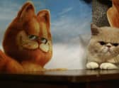 Regardless of what Garfield thinks, if they say it on the television it isn't necessarily true (Picture: China Photos/Getty Images)