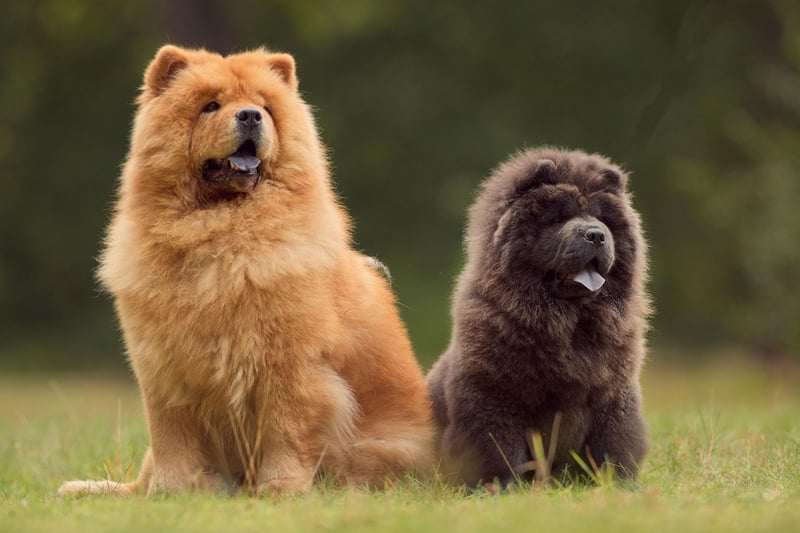 The Chow Chow has been around for so long that experts are not sure exactly what mix of breeds led to their establishment. Theories about their ancestors include the Tibetan Mastiff, the Samoyed, the Norwegian Elkhound, the Keeshond, and the Pomeranian.