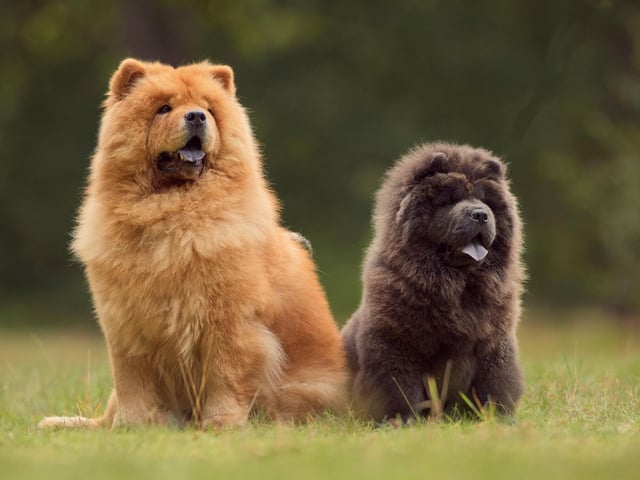 The Chow Chow has been around for so long that experts are not sure exactly what mix of breeds led to their establishment. Theories about their ancestors include the Tibetan Mastiff, the Samoyed, the Norwegian Elkhound, the Keeshond, and the Pomeranian.