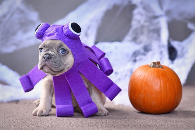 An idea for the more crafty dog owner, adding a few tentacles to a doggy hat can create a fearsome canine/octopus hybrid. Make it in black and you have a terrifying spider-dog.