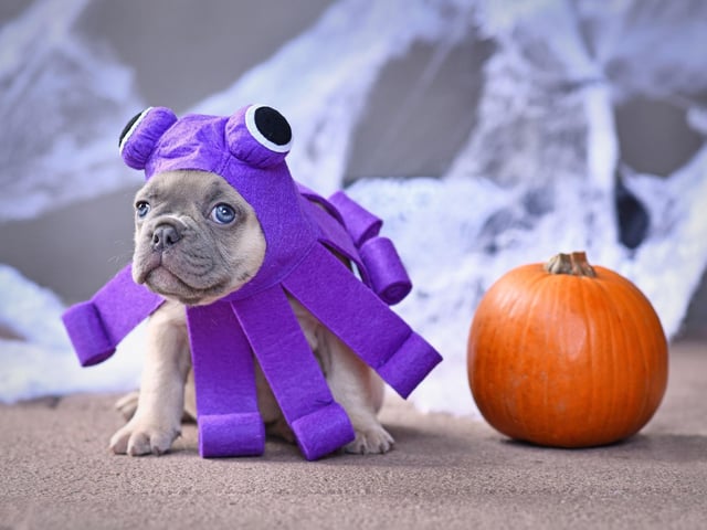 An idea for the more crafty dog owner, adding a few tentacles to a doggy hat can create a fearsome canine/octopus hybrid. Make it in black and you have a terrifying spider-dog.