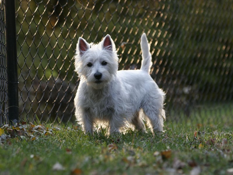 West Highland Terriers are great companion pets that combine small stature with a big loyal personality. A couple of 15 minute walks each day will give them all the excercise they need and they are very easy to train.