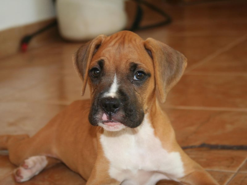 Boxers have been used for a whole range of jobs, thanks to their intelligence and versatility, including as service dogs, guide dogs for the blind, therapy dogs, police dogs and even to herd cattle or sheep.
