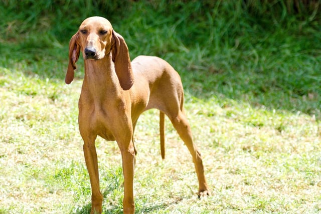 Neither the short-haired or the wire-haired Segugio Italiano, dogs with a keen sense of smell and easily identified by their Dumbo-like ears, have been registered with the Kennel Club in any of the last five years.