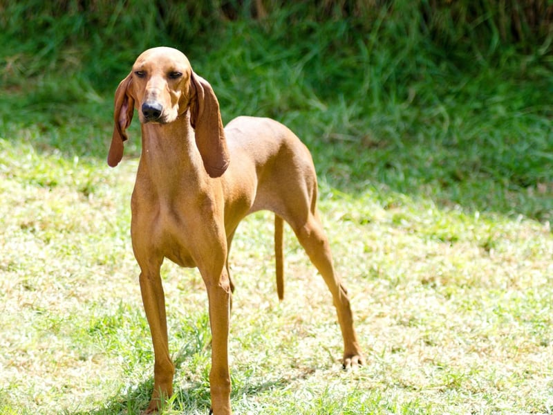 Neither the short-haired or the wire-haired Segugio Italiano, dogs with a keen sense of smell and easily identified by their Dumbo-like ears, have been registered with the Kennel Club in any of the last five years.