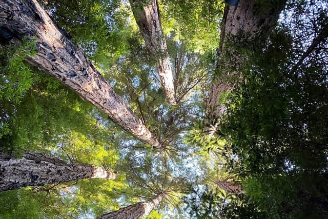 Redwoods at Glen Oaks, Big Sur, California. Pic: Hannah Stephenson/PA.