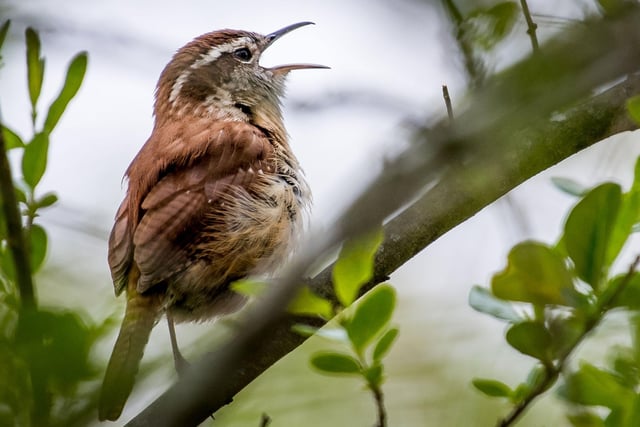 Keen to have a long lie, a guest at the Edinburgh Dreghorn Travelodge asked: "Can you ask the birds to start singing at 9am? I don’t want to be woken up until then."