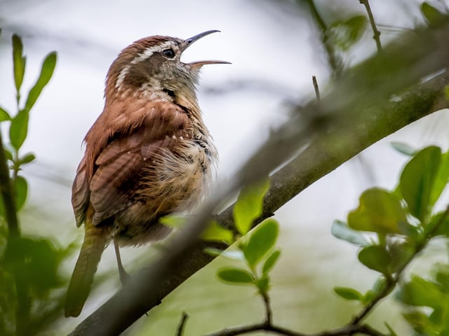 Keen to have a long lie, a guest at the Edinburgh Dreghorn Travelodge asked: "Can you ask the birds to start singing at 9am? I don’t want to be woken up until then."