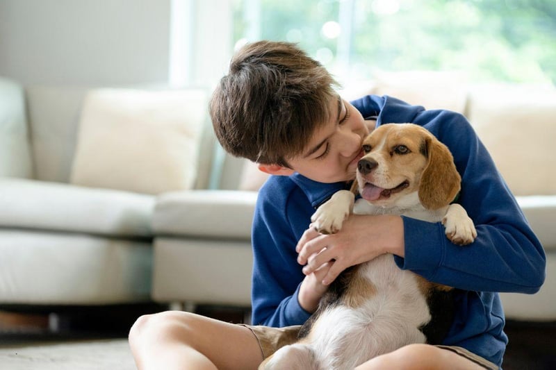 A more compact size family hound, Beagles tend to get on very well with children and love to play.