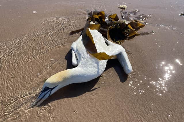 This gannet washed up dead on an East Lothian beach last weekend. Picture: Ilona Amos