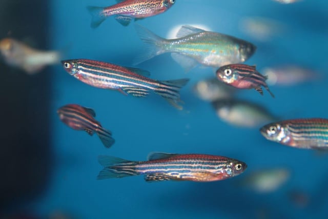 When it comes to aquarium fish, few are as hardy and easy to care for as the Zebra Danio, also known as the Zebra Fish. Another small schooling fish, they'll naturally form a tightly-packed shoal as soon as you introduce them to your tank. These fish will eat pretty much anything so that's one less thing to worry about.