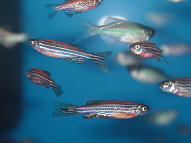 When it comes to aquarium fish, few are as hardy and easy to care for as the Zebra Danio, also known as the Zebra Fish. Another small schooling fish, they'll naturally form a tightly-packed shoal as soon as you introduce them to your tank. These fish will eat pretty much anything so that's one less thing to worry about.