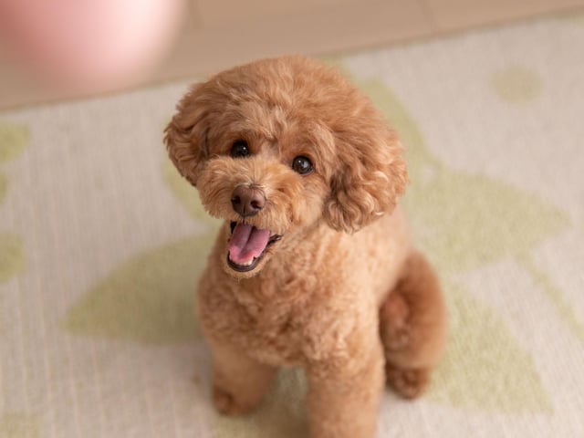While Standard Poodles and Miniature Poodles both live relatively long lives, the Toy Poodle outdoes them both with a lifespan of up to 18 years.