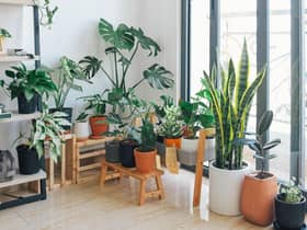 Here are the best ways to look after plant during the winter (photo: Pixabay)