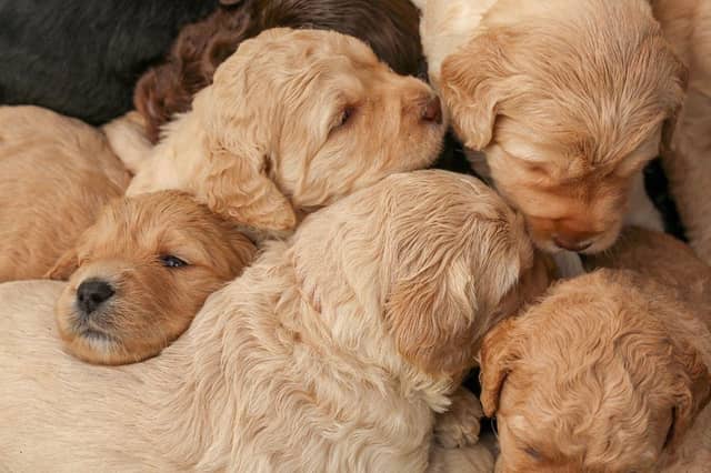 Crossbreeds are certainly no less cute than their pedigree cousins.