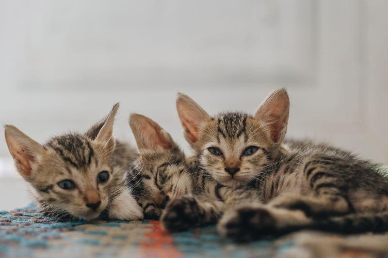 13 Rare Cat Breeds That Make Extra-Special Companions