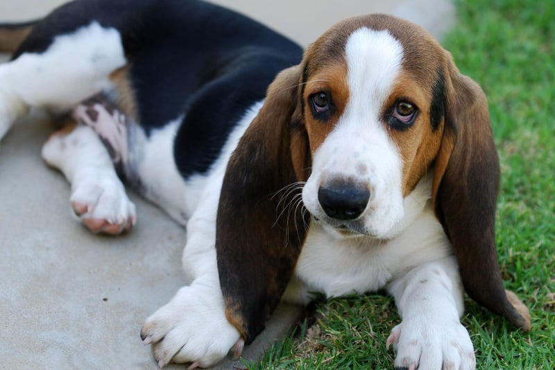 The Basset Hound is one of the most sociable breeds of dog, well known for getting on with everybody. Unfortunately that includes complete strangers, such as potential intruders.