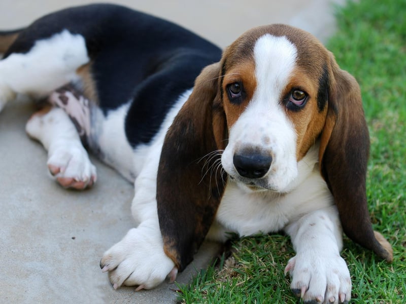 The Basset Hound is one of the most sociable breeds of dog, well known for getting on with everybody. Unfortunately that includes complete strangers, such as potential intruders.
