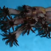 When asked if Boris Johnson should resign, even this newly discovered species of seapen said he had no other choice (Picture: Scottish government)