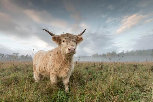 Highland cows are being used at sites to carry out grazing services that would once have been done by extinct species such as aurochs and elks