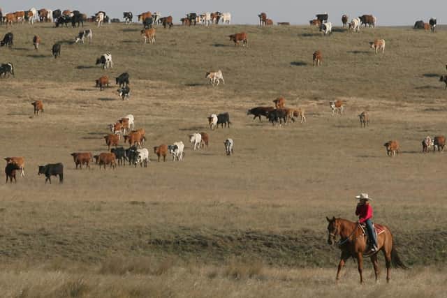 A cowgirl watches over livestock near Cheyenne, Wyoming. But the state isn't just plains, mountains and rivers, it is also developing a cryptocurrency sector (Picture: Michael Smith/The Wyoming Eagle/AP)