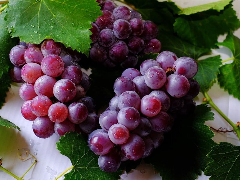 Grapes and all products containing grapes are toxic to canines. Symptoms include renal failure, vomiting and dehydration. 63 per cent of people were unaware of their toxicity.
