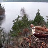 Famous osprey Laddie had delighted viewers while captured on webcam at his nest near Dunkeld. Picture: Scottish Wildlife Trust