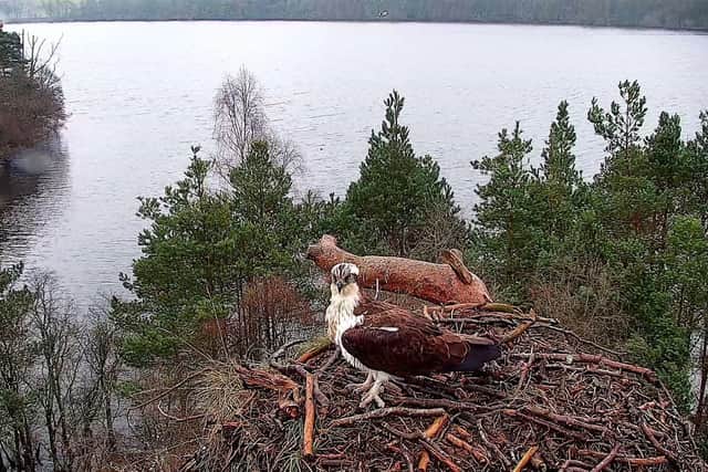 Famous osprey Laddie had delighted viewers while captured on webcam at his nest near Dunkeld. Picture: Scottish Wildlife Trust