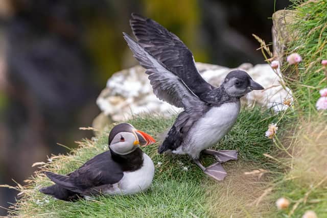Pufflings begin venturing out  shortly before they are due to fly the nest, testing their wings and strengthening muscles before heading out to sea
