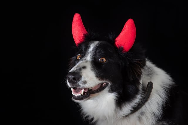 A simple pair of horns can turn your dog into a creature of pure evil. Best make sure the treat cupboard is extra secure.