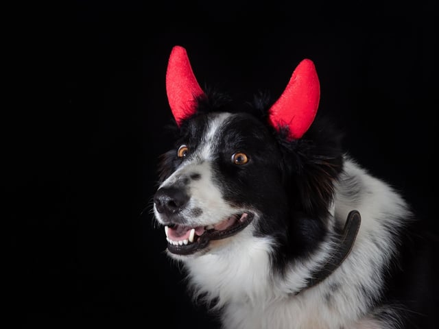 A simple pair of horns can turn your dog into a creature of pure evil. Best make sure the treat cupboard is extra secure.