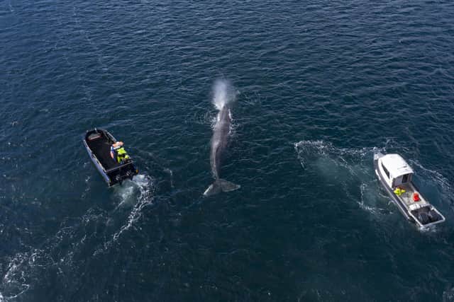 A number of Shetland-based boat skippers and crew helped herd the whale away from the shallows. Pic: SWNS/Bary Buchan