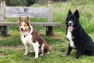 Skye and Hendrix originally came from the same household, and have now been reunited by Ruth.