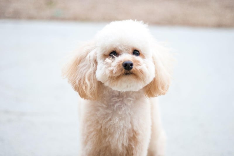 Small dogs tend to longer than large dogs so it's perhaps no surprise that the longest living Poodle was of the toy variety - Seamus, from the USA, lived for 20 years and 298 days.