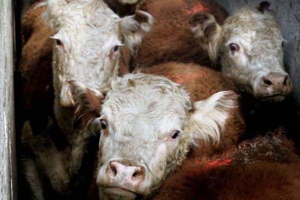 The fear on the faces of these cattle as they are unloaded from a lorry seems clear (Picture: Daniel GarciaAFP via Getty Images)
