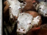 The fear on the faces of these cattle as they are unloaded from a lorry seems clear (Picture: Daniel GarciaAFP via Getty Images)