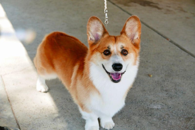 Originally there was just a single breed of Corgi, but in 1935 two distinct breeds were officially recognised. The Pembroke Welsh Corgi was the favourite of the late Queen Elizabeth II.