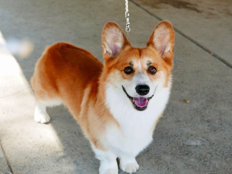 Originally there was just a single breed of Corgi, but in 1935 two distinct breeds were officially recognised. The Pembroke Welsh Corgi was the favourite of the late Queen Elizabeth II.