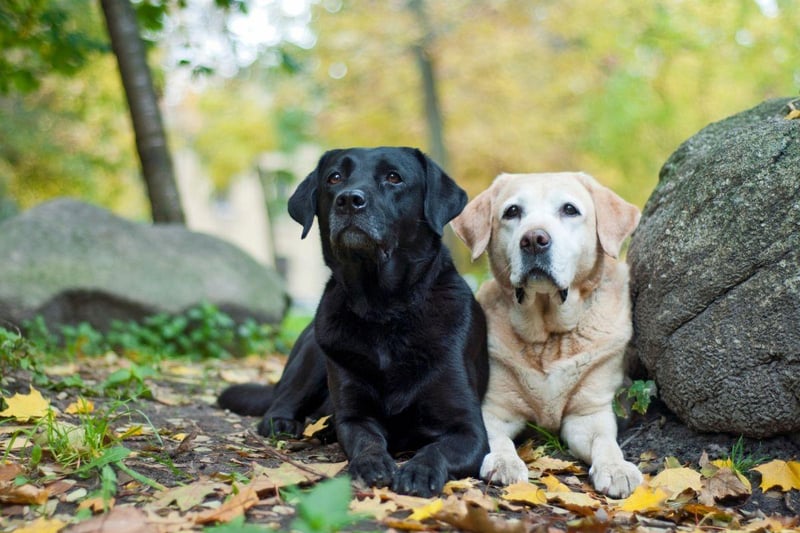 One of the many reasons that the Labrador Retriever is the world's favourite dog is that it's pretty flexible when it comes to living arrangements. These chilled animals are equally happy in a single pet or multi pet home.