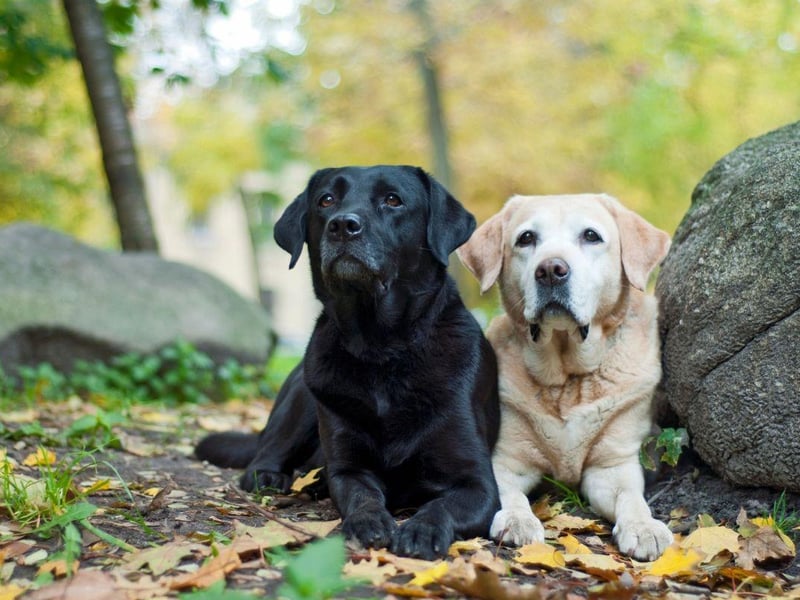 One of the many reasons that the Labrador Retriever is the world's favourite dog is that it's pretty flexible when it comes to living arrangements. These chilled animals are equally happy in a single pet or multi pet home.