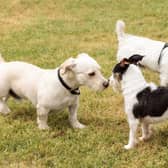 These are the UK's favourite scrappy and independent terriers.